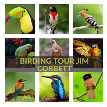 Jim Corbett Birding Tour